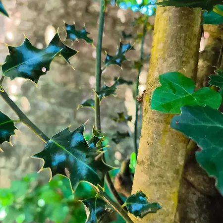 El Hondal 宾馆 Rudaguera